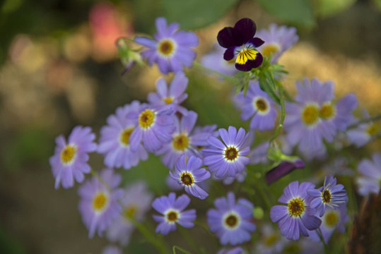 FLOWERS -  violet camomiles