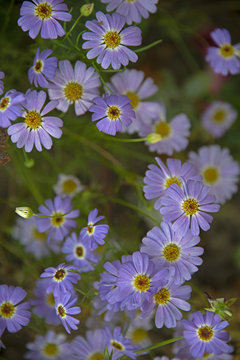 FLOWERS - violet camomiles