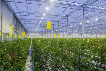 large greenhouse with roses with burning light in the evening