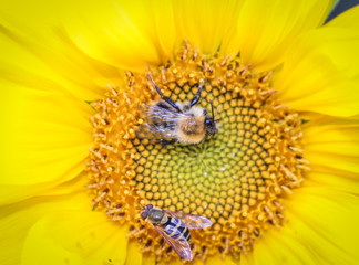 Bumblebee and bee on a beautiful yellow sunflower. 
