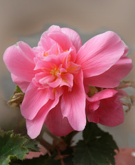 Fototapeta premium Pink begonia blooming in my garden