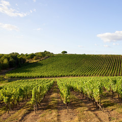 Fototapeta na wymiar France > Vignoble en Anjou > Vin