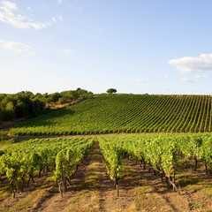 France > Vignoble en Anjou > Vin