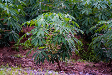 Cassava tree with rain drop