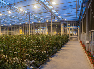 large greenhouse with roses with burning light in the evening