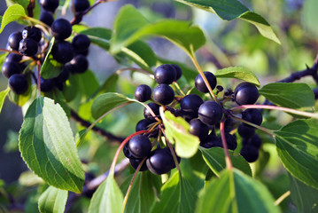 Prunus padus (bird cherry, hackberry, hagberry, Mayday tree) branches with black berries and leaves on blurry green background
