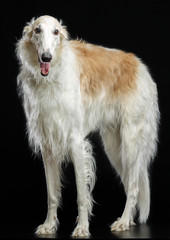 Russian borzoi, Russian hound greyhound Dog Isolated on Black Background in studio