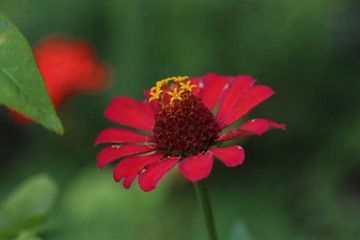 Red flower