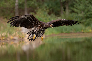 White-tailed Eagle, Haliaeetus albicilla, flying above the water, bird of prey with forest in background, animal in the nature habitat, wildlife from Sweden. Eagle in flight above the dark lake