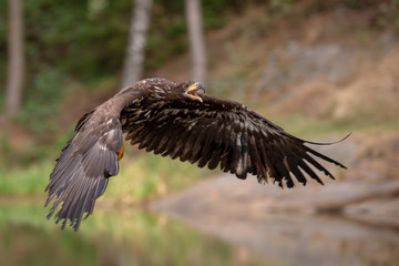 White-tailed Eagle, Haliaeetus albicilla, flying above the water, bird of prey with forest in background, animal in the nature habitat, wildlife from Sweden. Eagle in flight above the dark lake