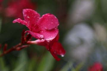 Wet red flowers 