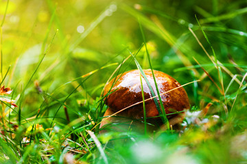 Mushroom with knife in grass in woods