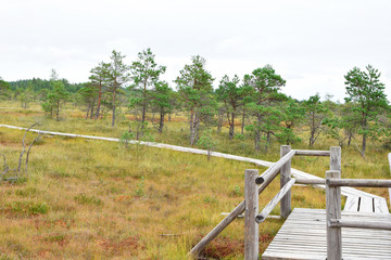Fototapeta na wymiar Wooden pathway in swamp with small pine trees and marsh plants. Hiking route for outdoors activities and healthy lifestyle. Kemeri national park Latvia in summer day.