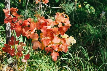 red poppies in a field