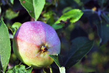 Branches with ripe green pink apple, leaves blurry background, sunny day in Ukraine