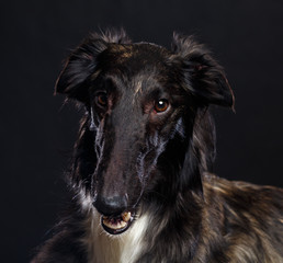 Russian borzoi, Russian hound greyhound Dog Isolated on Black Background in studio
