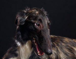 Russian borzoi, Russian hound greyhound Dog Isolated on Black Background in studio
