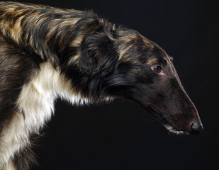 Russian borzoi, Russian hound greyhound Dog Isolated on Black Background in studio