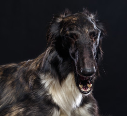 Russian borzoi, Russian hound greyhound Dog Isolated on Black Background in studio