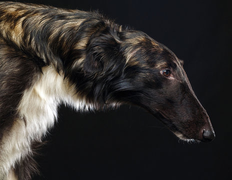 Russian borzoi, Russian hound greyhound Dog Isolated on Black Background in studio