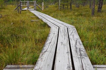 Wooden pathway in swamp with small pine trees and marsh plants. Hiking route for outdoors activities and healthy lifestyle. Kemeri national park Latvia in summer day.