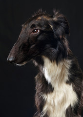 Russian borzoi, Russian hound greyhound Dog Isolated on Black Background in studio
