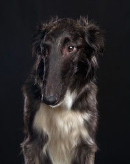 Russian borzoi, Russian hound greyhound Dog Isolated on Black Background in studio