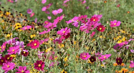 Fototapeta premium cosmos ...floraison