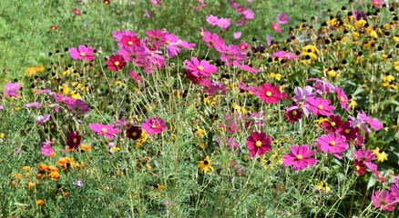 cosmos ...floraison