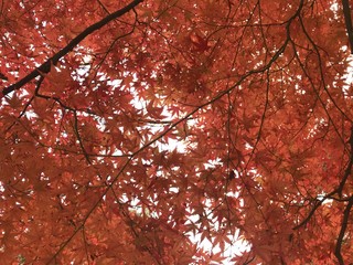 full frame shot of red maple leaves, using for background for greeting autumn season