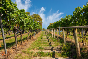Fototapeta na wymiar Steep path with steps up a beautiful vineyard near Birnau on Lake Constance in front of bright blue sky