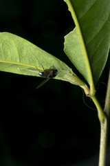 Spider bites eat fly