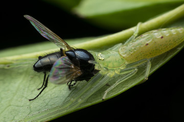 Spider bites eat fly
