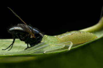 Spider bites eat fly