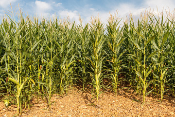 Tierra sembrada de maíces. Maizal. Campo de maíz.