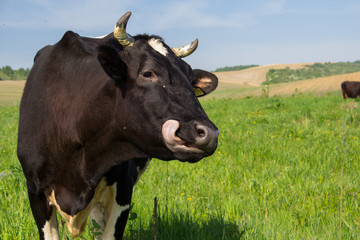 cow shows the tongue, A funny cow shows a tongue on the pasture