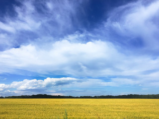 Beautiful field landscape. Bright blue sky with clouds, a yellow wheat field and a dark green forest on the horizon line