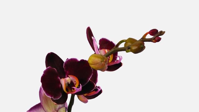Time-lapse of opening dark purple Phalaenopsis orchid 6b1w in PNG+ format with ALPHA transparency channel isolated on white background
