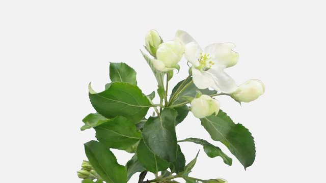 Time-lapse of blooming apple paradise branch 8d1w in PNG+ format with ALPHA transparency channel isolated on white background
