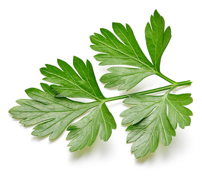 Parsley isolated on white