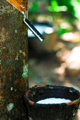 Rubber tree garden