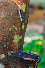 Rubber tree in Thailand