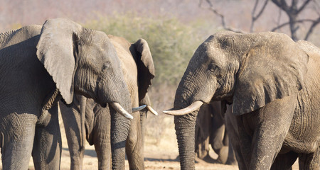 Naklejka premium African elephants cuddling