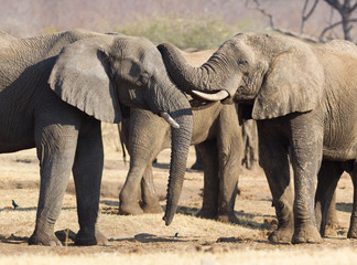 Fototapeta premium African elephants cuddling