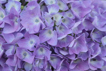 purple hydrangea flower wall