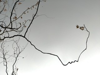 Openwork forms of bizarre shape, branches, sky