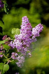 Obraz premium Pink lilac blooms in the Botanical garden 
