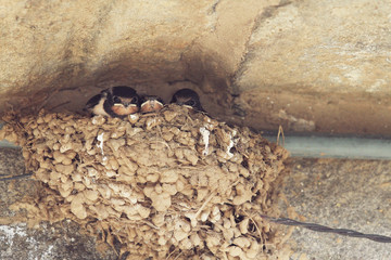 swallow babies in the nest
