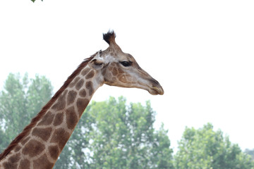 giraffe in the zoo