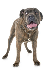 italian mastiff in studio